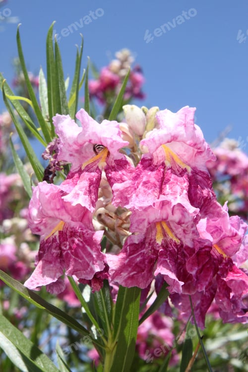 Preview: A Desert Willow Hybrid Tree With Purple Flowers 0071