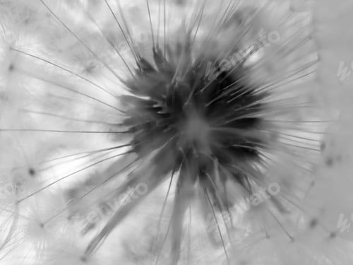 Vista previa: Dandelion Seed Outside Close Up