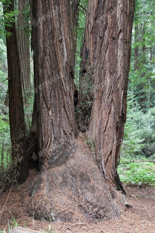 Preview: Redwood Trees In Some Woods