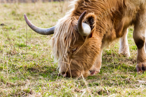 Preview: Close Up Of A Light Brown Highland Cow Feeding On Green Grass Near The Culloden Battlefield In The