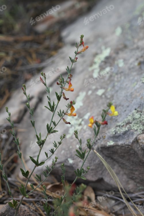 Preview: A Clump Of Desert Rock Pea Flowers