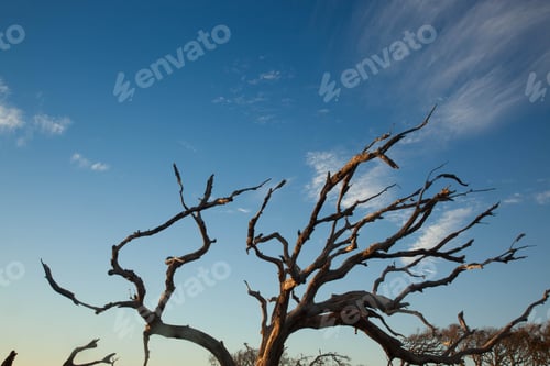Preview: Tree Against The Sky