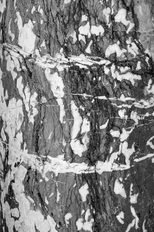 Preview: Texture Of Tree Trunk. Black And White.