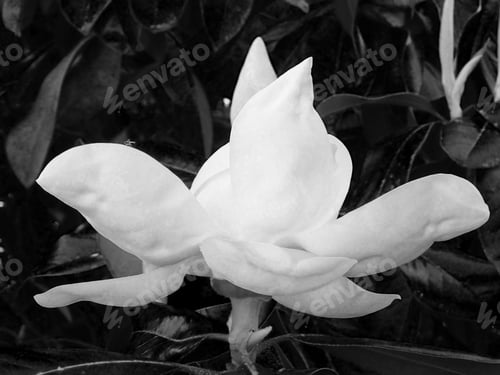 Preview: Magnolia Blossom Outdoors In Black And White