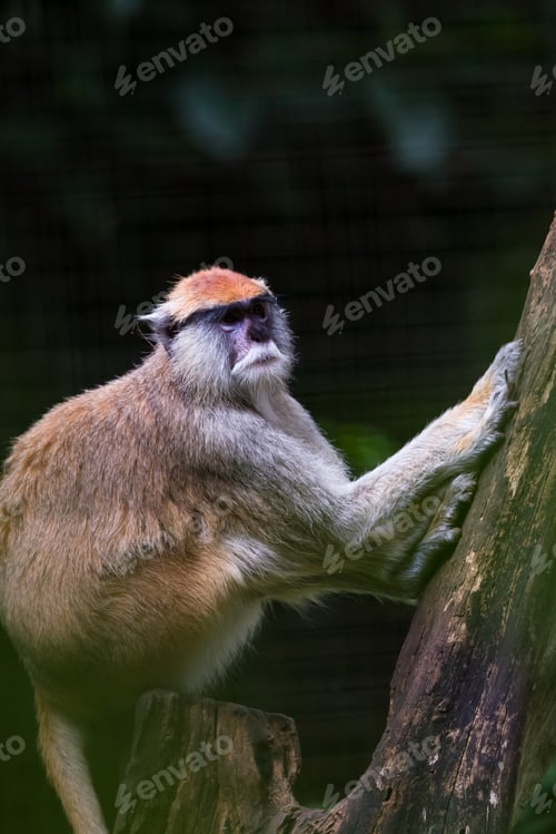 Preview: Close Up Of A Monkey Relaxing On A Tree In A Nature Park In Costa Rica