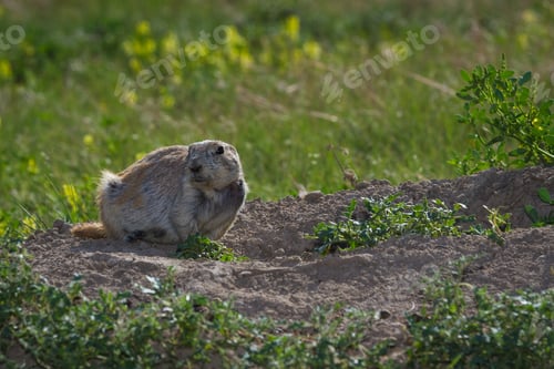 Preview: Close Up Of A Black Tailed Prairie Dog In The Grass Lands Of Wyoming