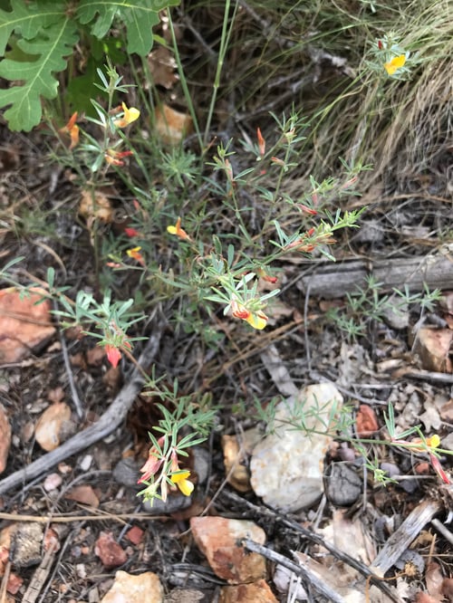 Preview: A Clump Of Desert Rock Pea Flowers 4497