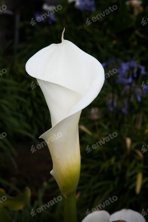 Preview: Calla Lily Opening In A Garden