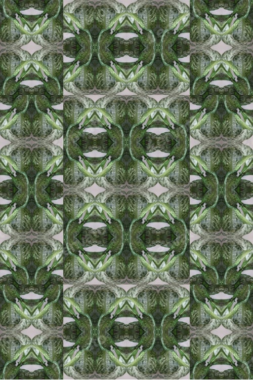 Preview: A Dieffenbachia Snow Plant Abstract With Lush Variegated Leaves 0519