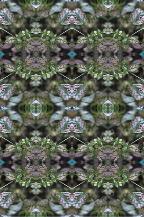 Preview: A Potted Pink Splash Plant Abstract With Lush Spotted Leaves 0273