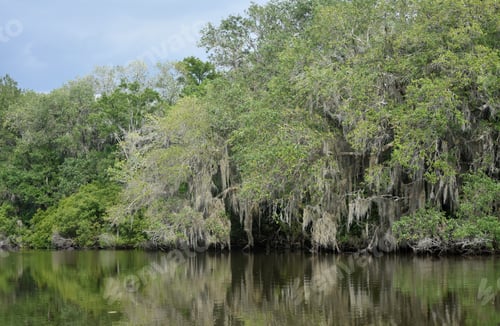 Preview: Pretty Views Along The Bayou Of Louisiana.