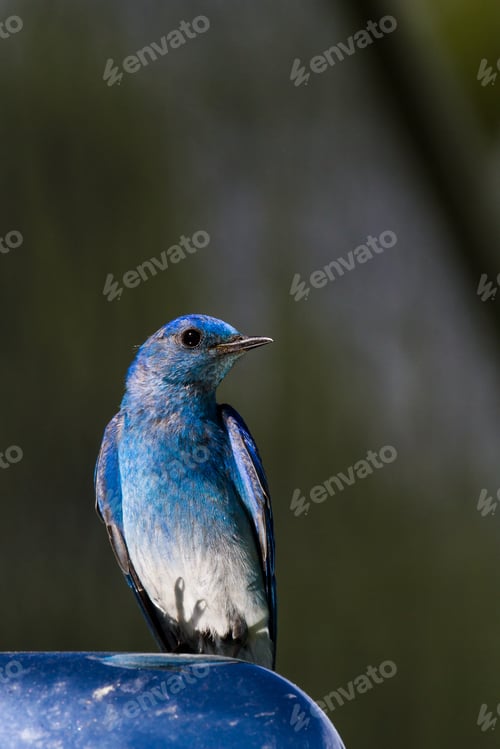 Preview: Portrait Of A Mountain Bluebird Standing On A Car Mirror