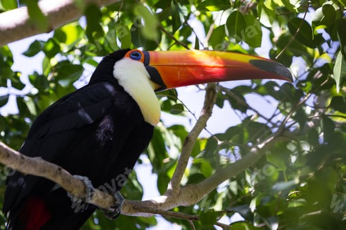 Preview: Close Up Of A Perched Toco Toucan With A Beautiful Display Of Color And Natural Beauty