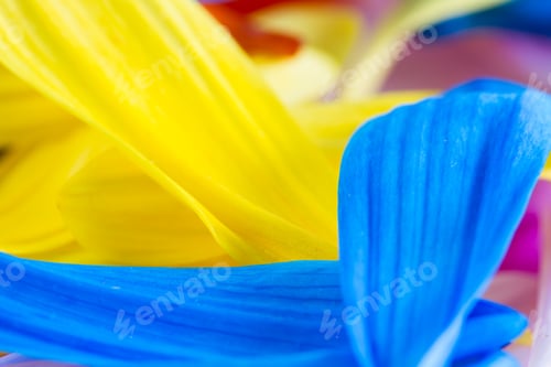 Preview: Macro Of Multiple Petals From Multi Colorful Aster Flowers