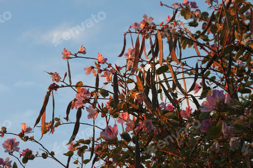 Preview: An Orchid Tree With Pink And Purple Flowers 9448