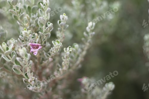 Preview: A Barometerbush Plant With Purple Flowers 0828