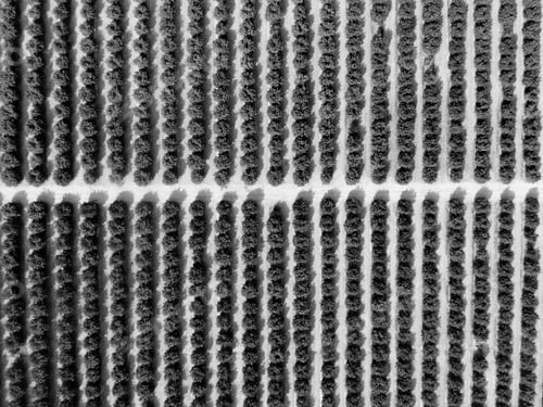 Preview: Aerial Image Of Agriculture Field. Fruit Field. Industrial Agriculture.