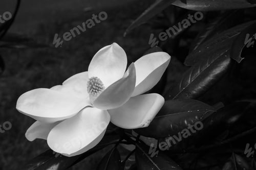 Preview: Magnolia Flower In Black And White
