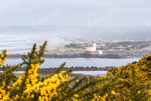 Preview: Yellow Blooms In The Gorse Opening Up To A Foggy Beach And The Famous Coquille River Lighthouse