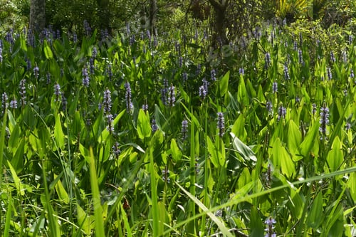 Preview: Pretty Purple Blooming Wildflowers In Barataria Preserve.