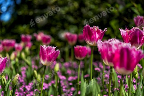 Preview: Fresh And Beautiful Pink Tulips In Sunny Spring Garden 1.