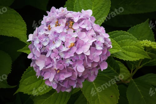 Preview: Purple Hydrangea Outdoors In A Garden