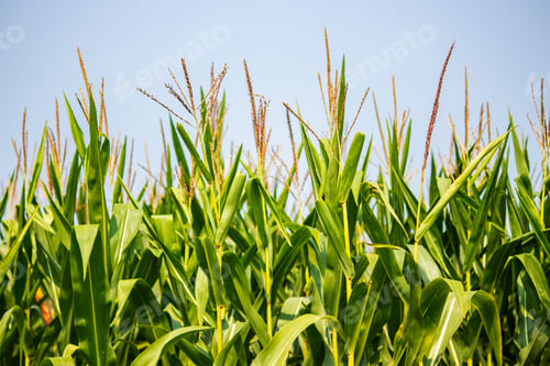 Preview: Corn In A Field Ready To Be Harvested