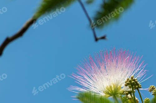 Preview: Closeup Of Pretty Pink Wispy Mimosa Tree Flower Selective Focus