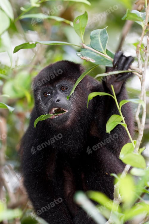 Preview: Howler Monkey In The Rain Forest Of Belize