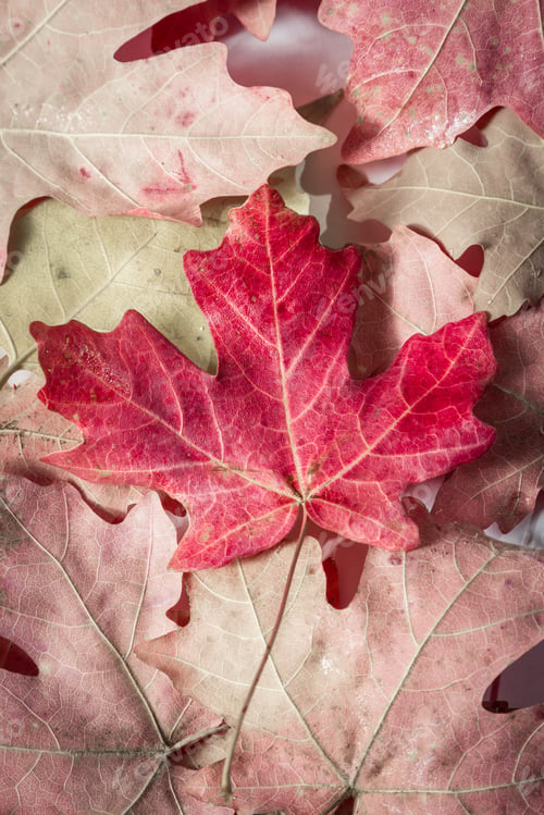 Preview: The Beauty Of Autumn In A Colorful Red Maple Leaf