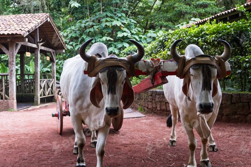 Preview: Two Ox With A Traditionally Painted Cart With Festive Colors In Costa Rica