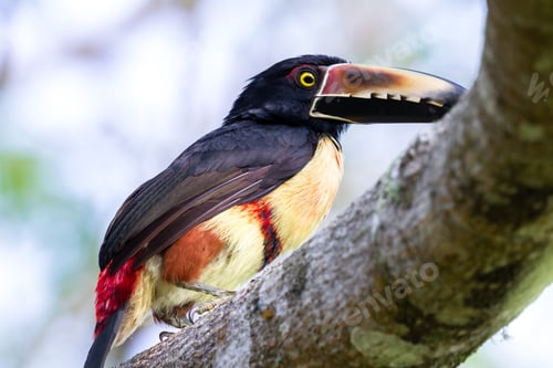 Preview: Close Up Of A Collared Aracari With Afternoon Light Perched On A Guanacaste Tree In Costa Rica