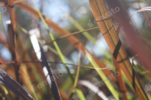 Preview: Tall Blades Of Prairie Grass With Feathery Plumes 2826