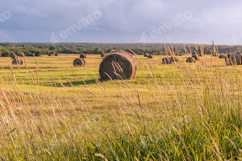 Preview: View Over A Beautiful, Large Agricultural Field Filled With Haystacks On A Late Afternoon In The