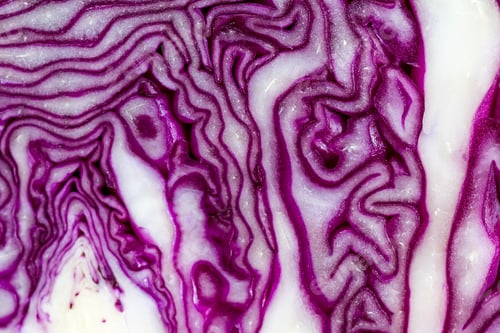 Preview: Closeup Of A Sliced Head Of Purple Cabbage With An Interesting Pattern