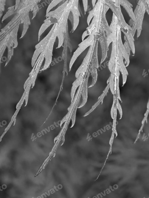 Preview: Japanese Maple Leaves In Black And White