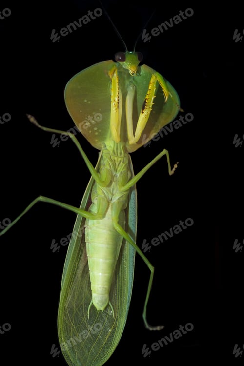 Preview: Close Up Of A Hooded Mantis Thru A Glass Window With The Darkness Of Night In The Background