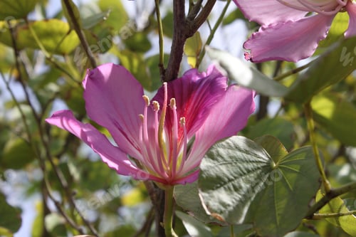 Preview: An Orchid Tree With Purple Flowers 5189