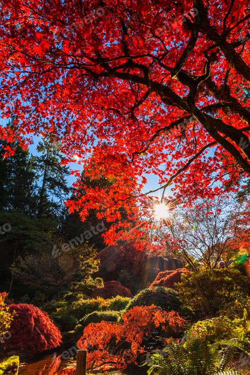 Preview: Dazzling Autumn Foliage Series - Amazing Japanese Garden Landscape In The Fresh Morning 6.