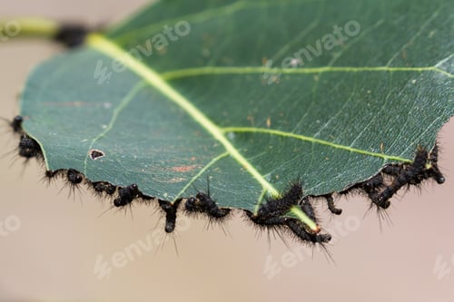 Preview: Close Up Of A Cluster Of Small Black Caterpillars On A Tropical, Plant