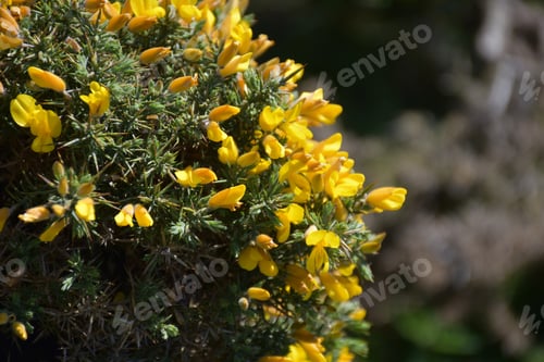 Preview: Flowering And Blooming Yellow Gorse Bush Blooming In England.