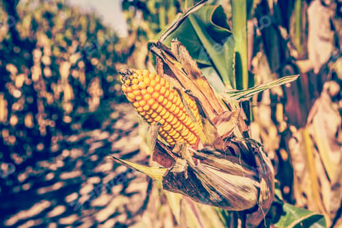 Preview: Corn Field