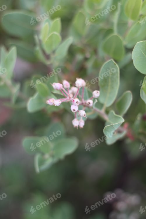 Preview: A Green Pointleaf Manzanita Shrub Plant 8108