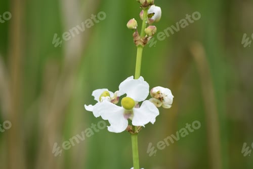 Preview: Louisiana'S Swamp With Flowering White Blossoms.