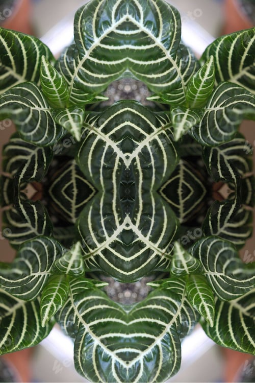 Preview: A Zebra Plant Abstract With Lush White Striped Leaves 0314