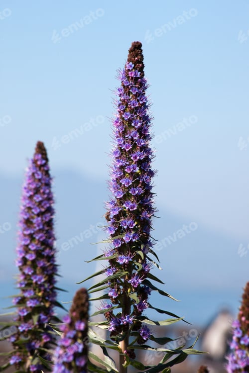 Preview: Purple Flower Outdoors In The Sunshine