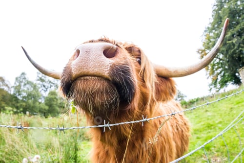 Preview: Close Up Of A Brown Highland Bull In Fresh Green Pastures In The Scottish Highlands