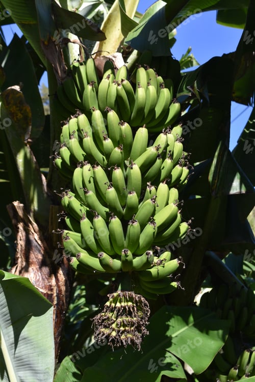 Preview: Fresh Grown Green Plantains Hanging From A Fruit Tree.
