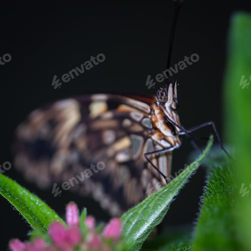 Preview: Macro Of A Tropical Butterfly Resting On A Leaf In The Rainforest Of Costa Rica