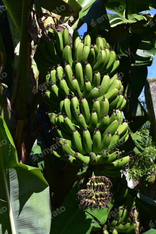 Preview: Large Bunches Of Green Bananas Hanging From A Tree.